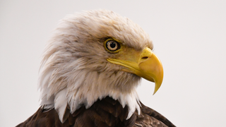 TIL eagles are just like that one friend who doesn't order fries, then eats all of yours
